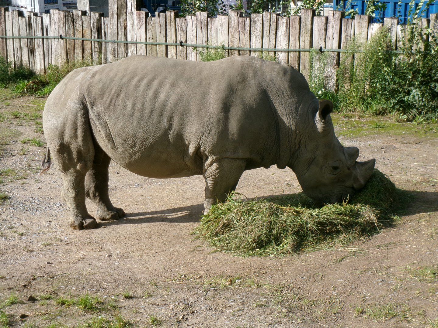 Southern white rhino