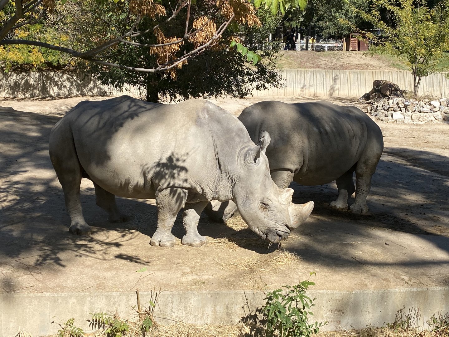 Southern white rhino