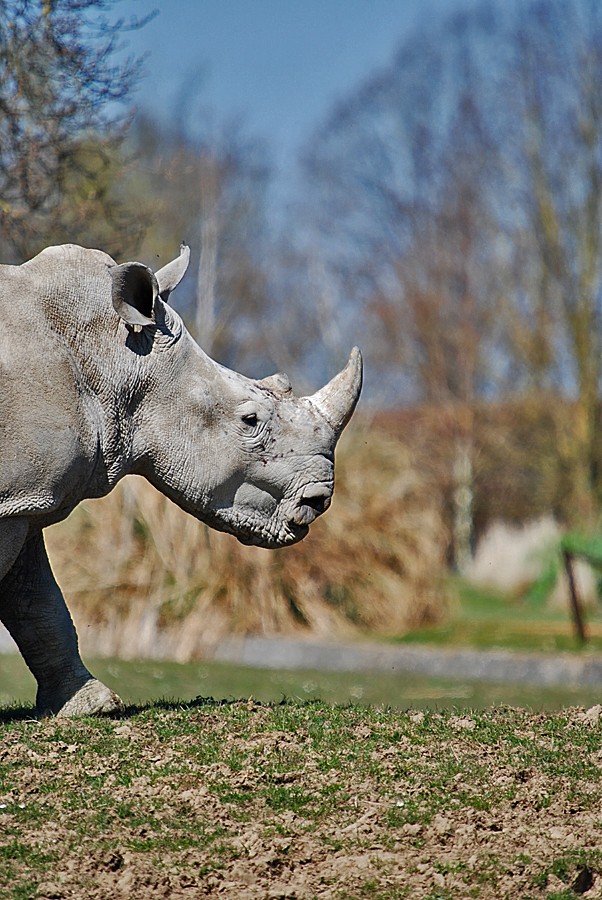 Southern White Rhino