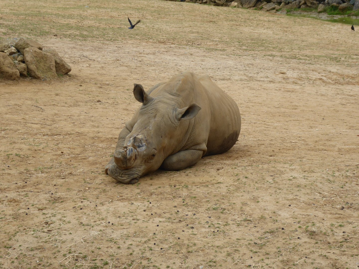 Southern white rhinoceros 050819