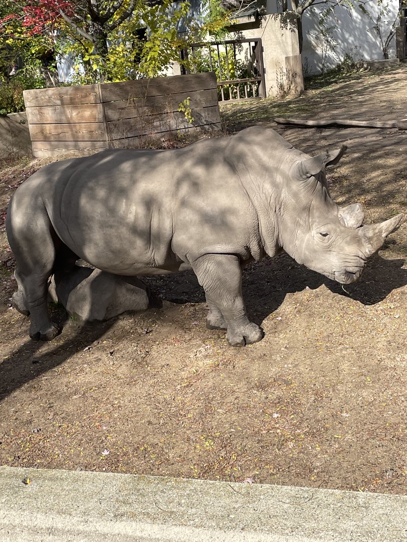 Southern White Rhinoceros (10/30/21)