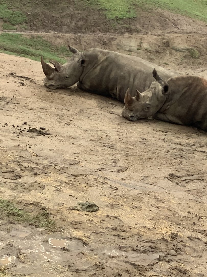 Southern White Rhinoceros 10/9/21