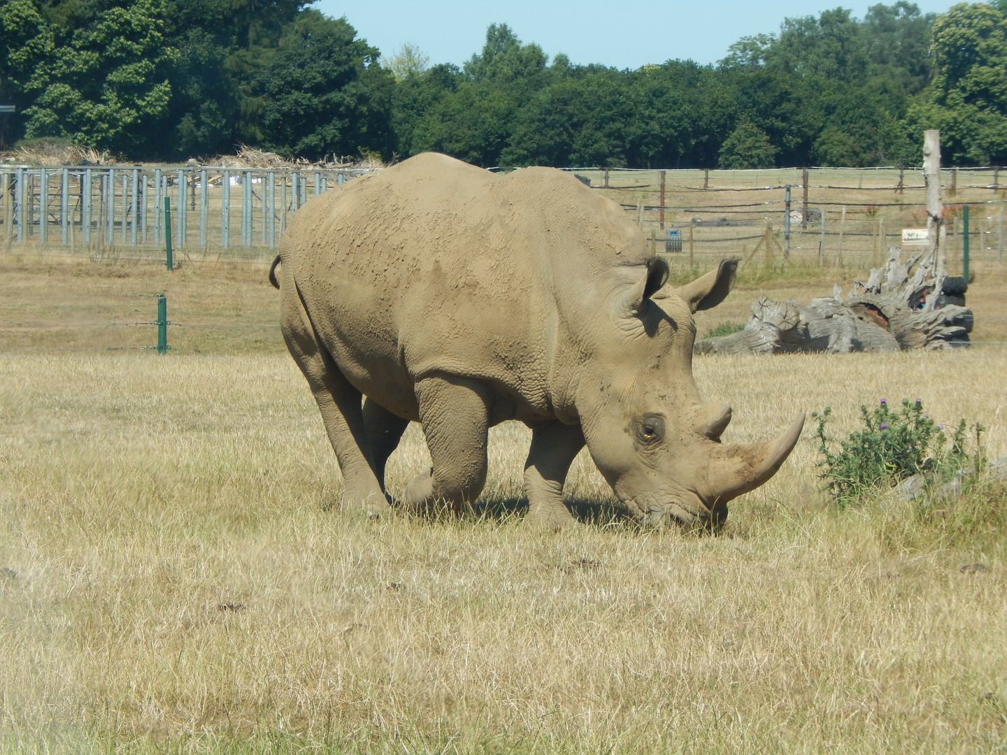 Southern white rhinoceros 110722