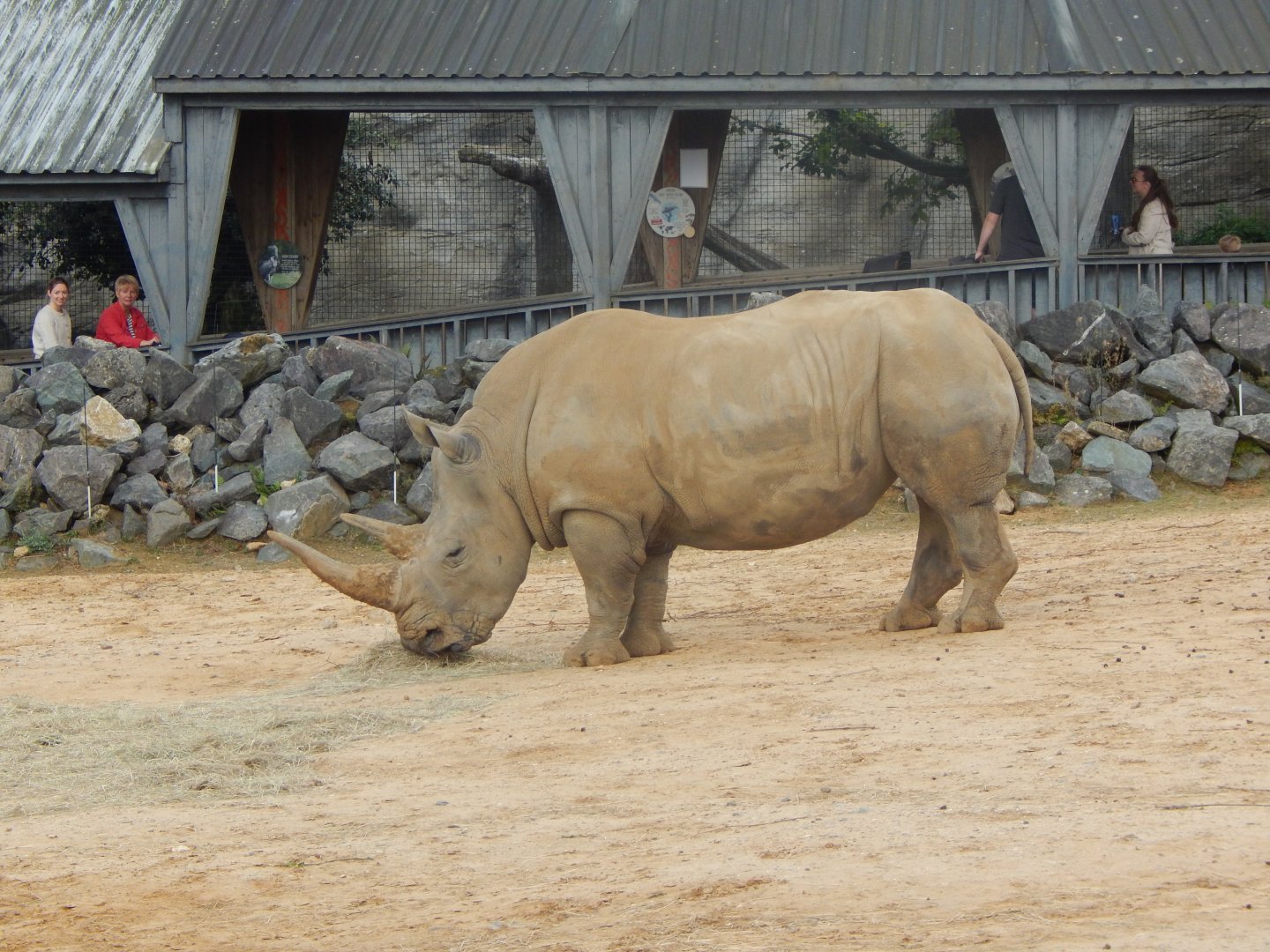 Southern white rhinoceros 110925