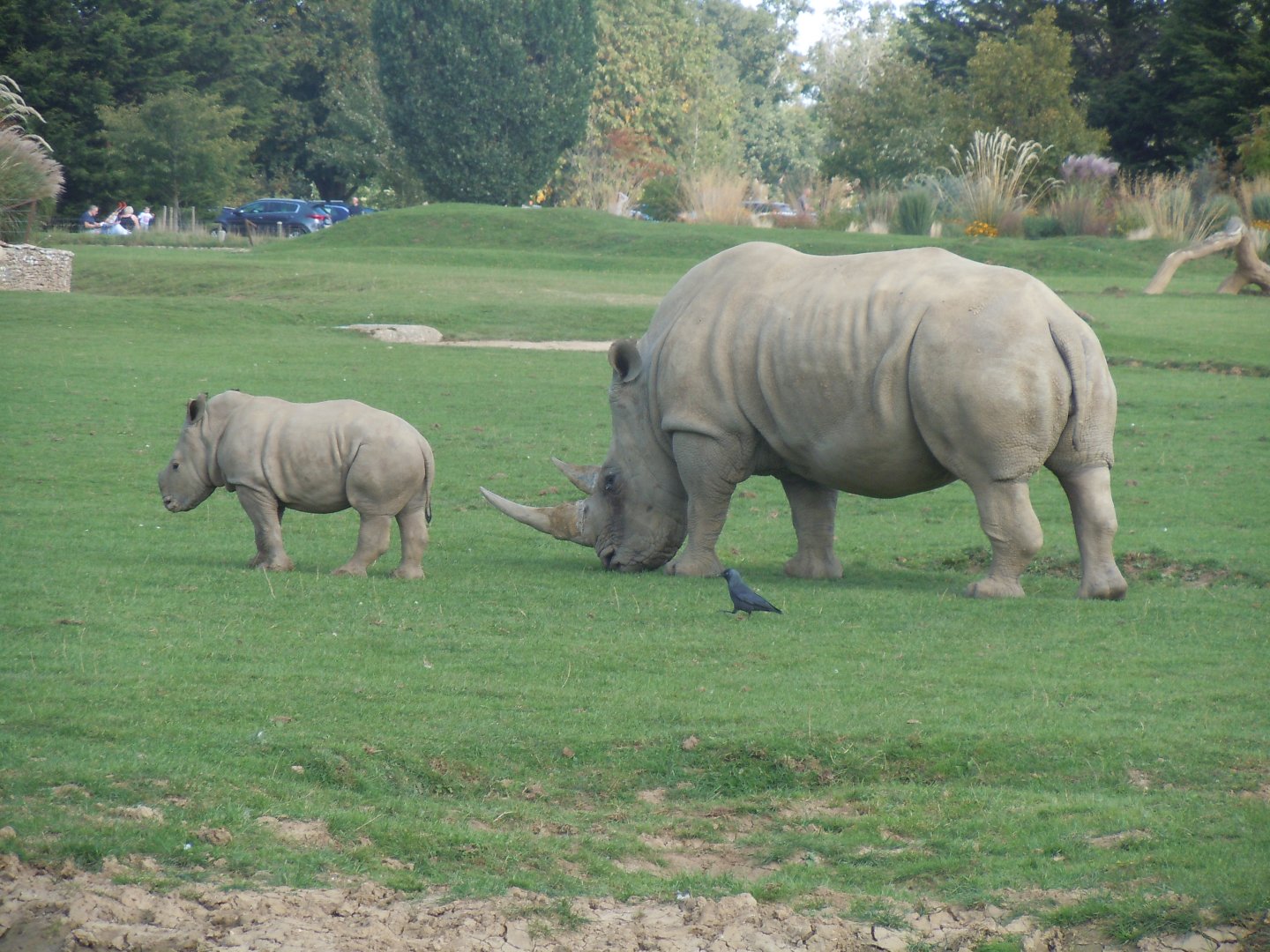 Southern white rhinoceros 120920
