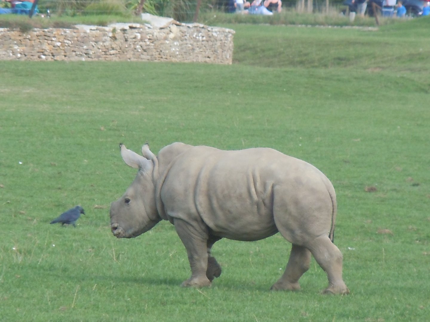 Southern white rhinoceros 120920