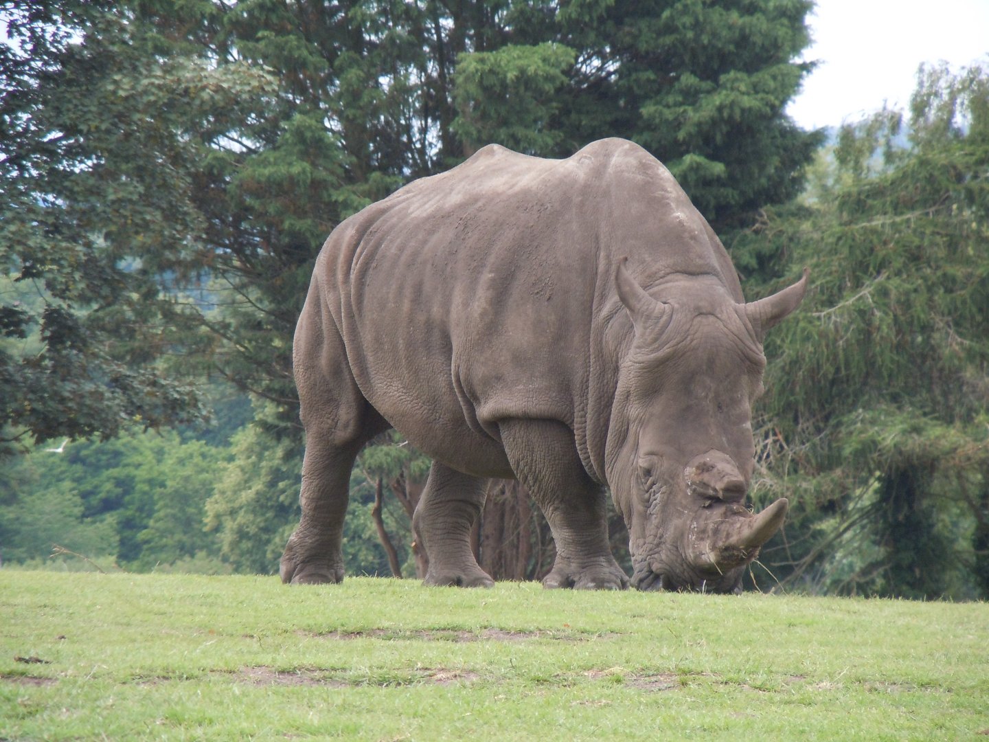 Southern White Rhinoceros 130720