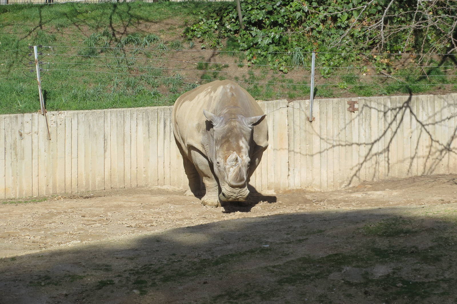 Southern White Rhinoceros 150216