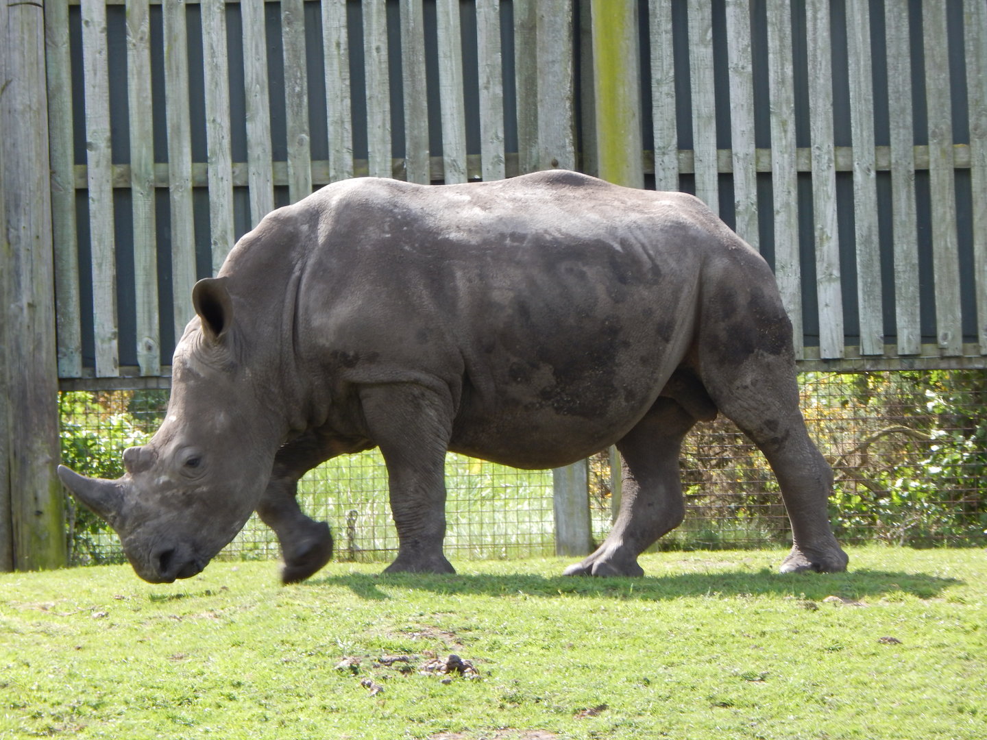 Southern white rhinoceros 150523
