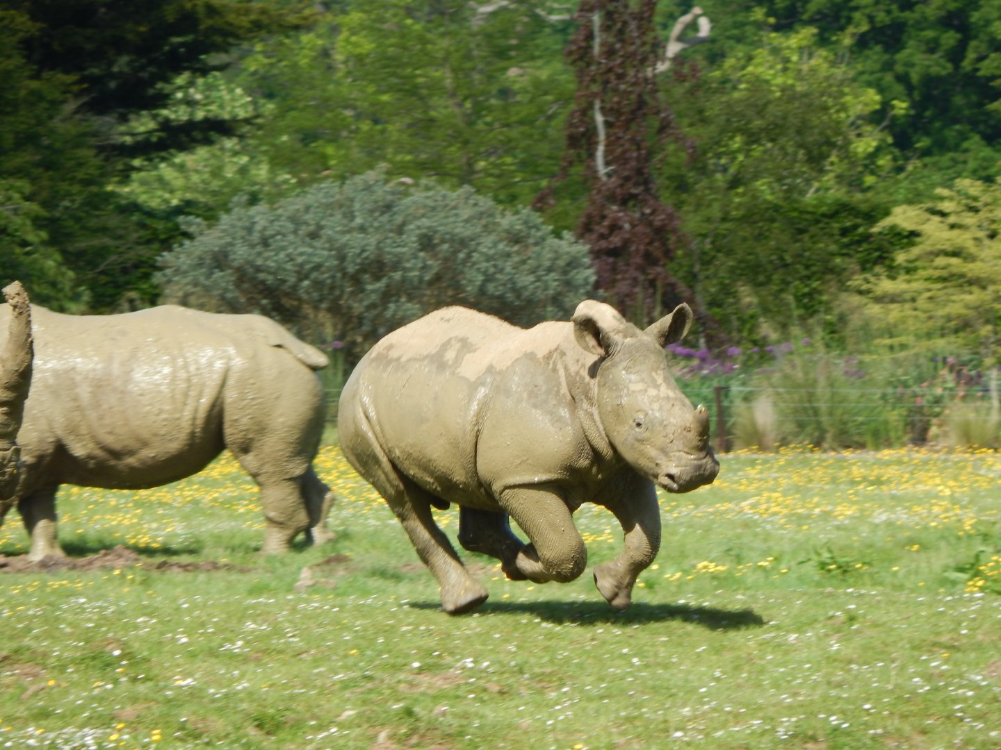 Southern white rhinoceros 150524