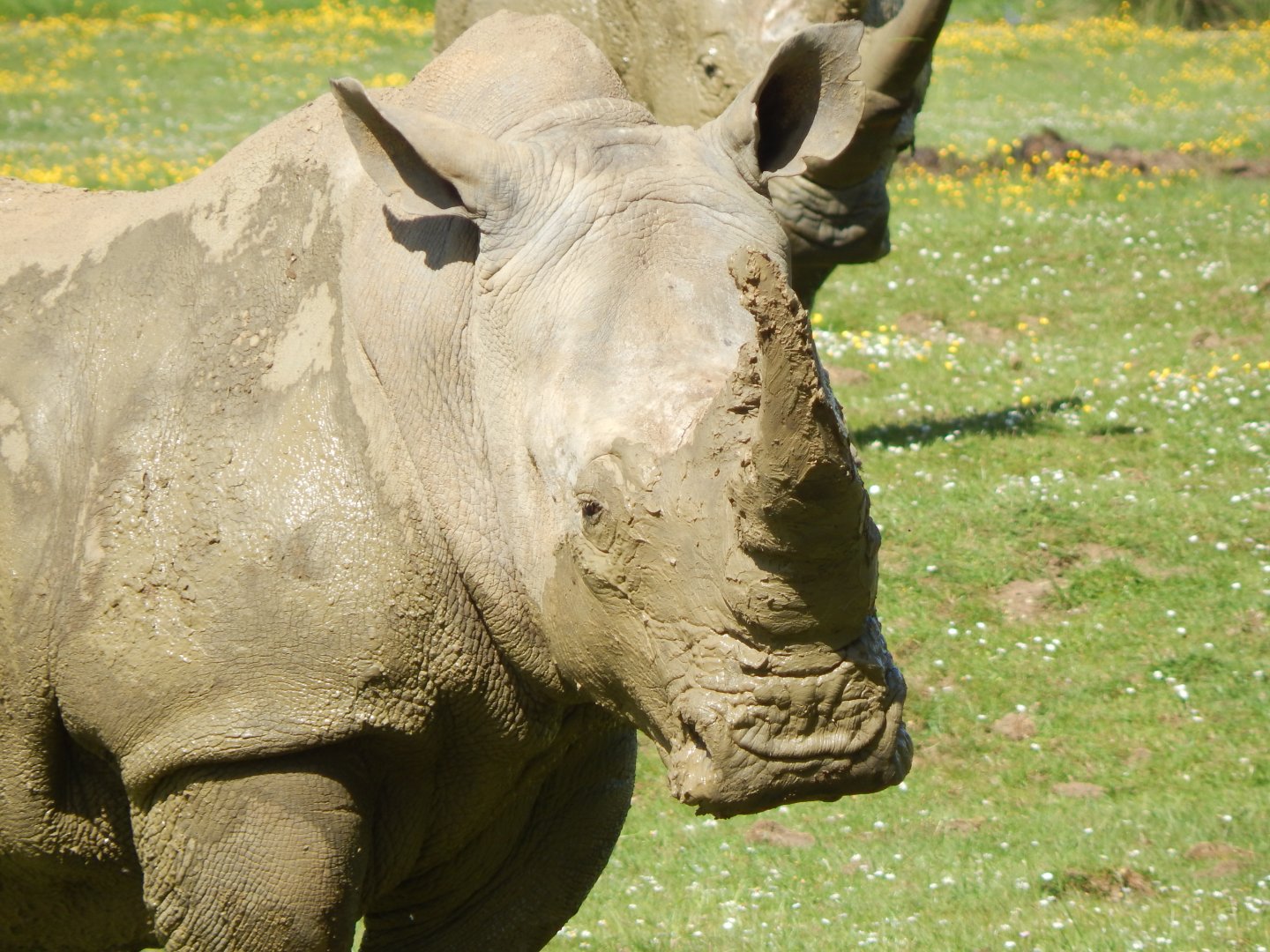 Southern white rhinoceros 150524
