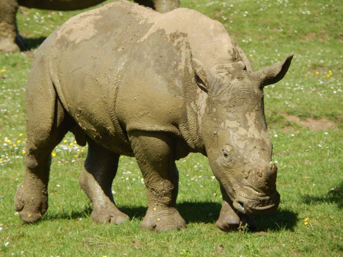 Southern white rhinoceros 150524
