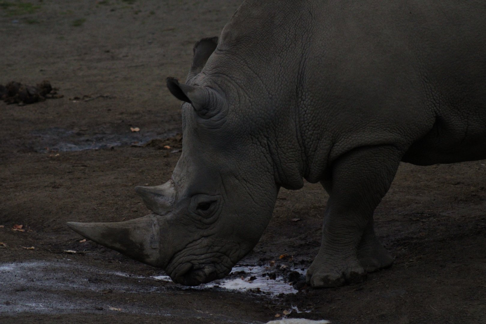 Southern White Rhinoceros - 18/10/25