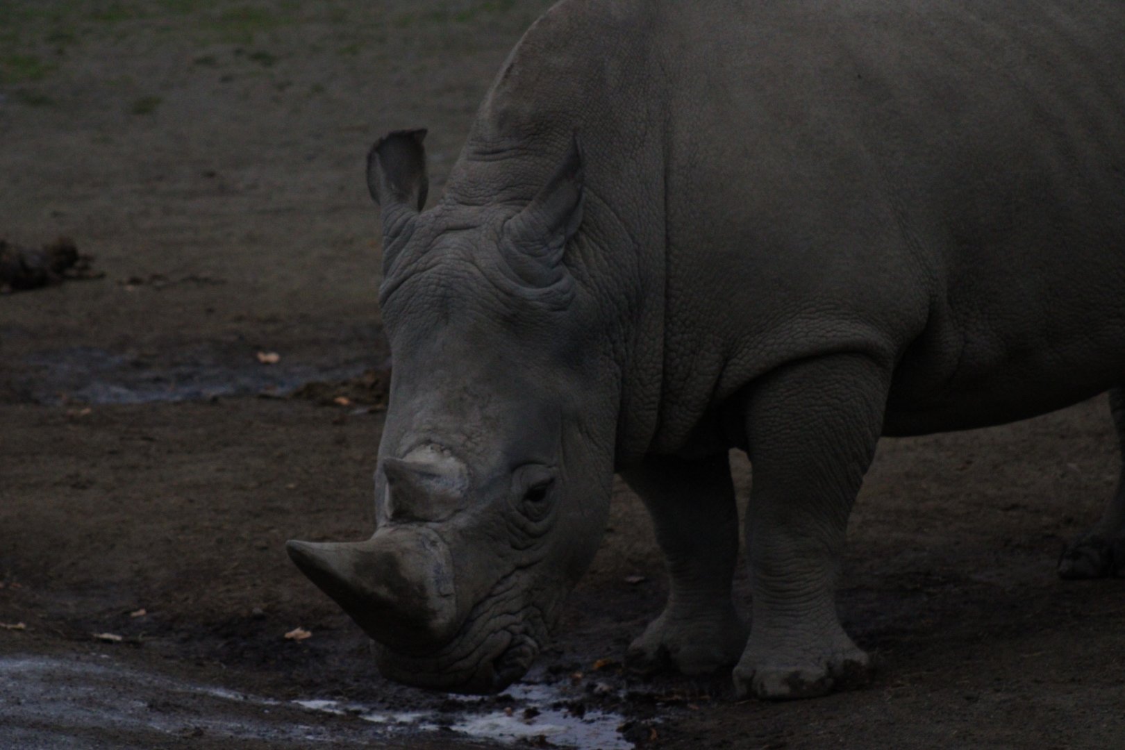 Southern White Rhinoceros - 18/10/25