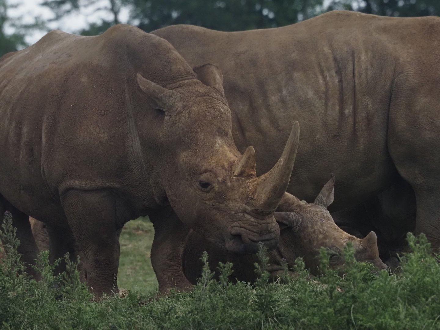 Southern White Rhinoceros 2