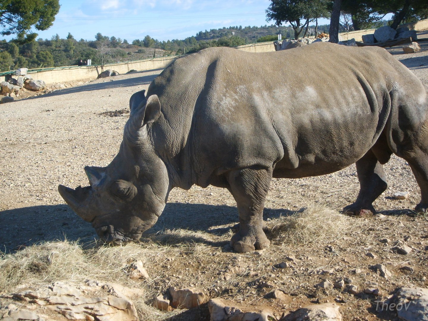 Southern white rhinoceros [2008]