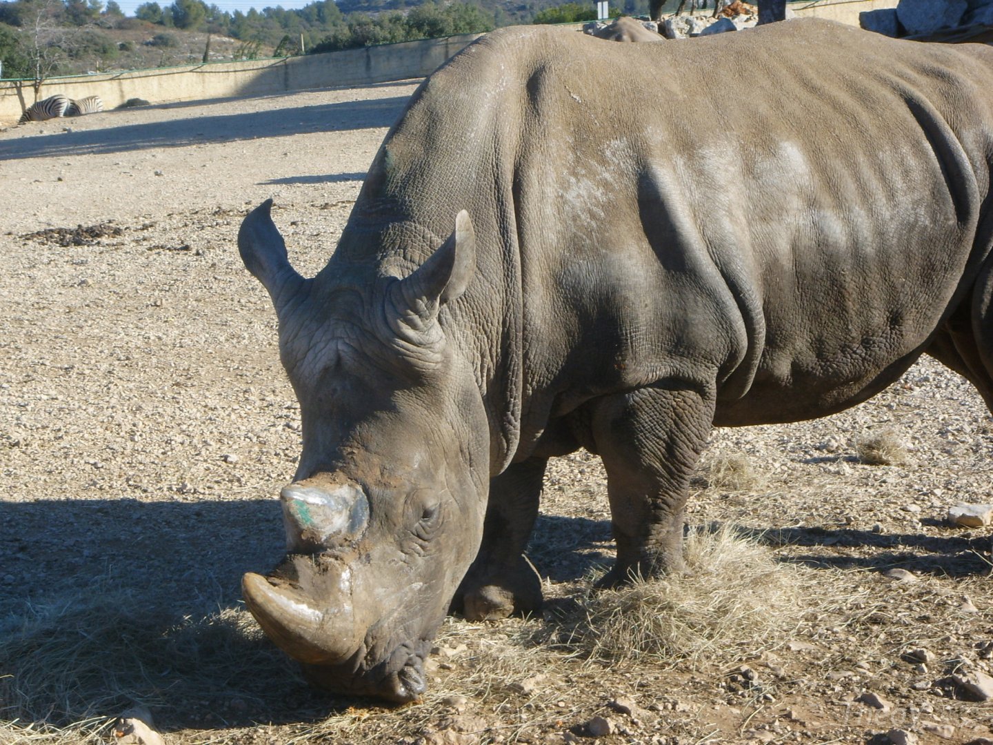 Southern white rhinoceros [2008]