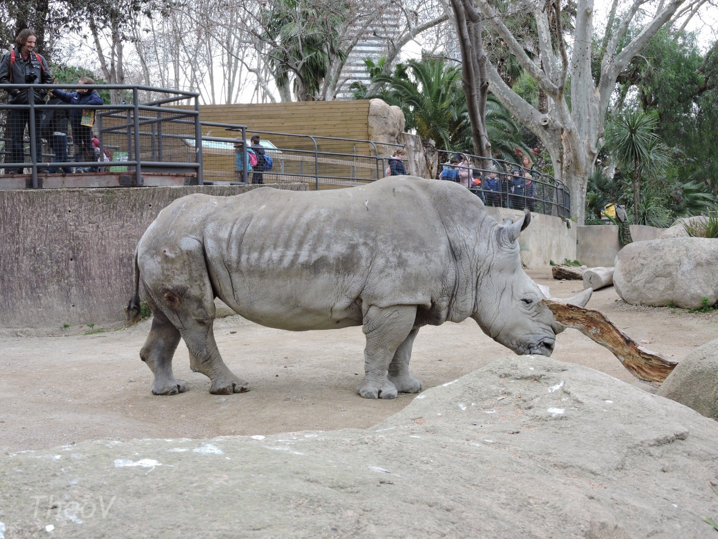 Southern white rhinoceros [2015]
