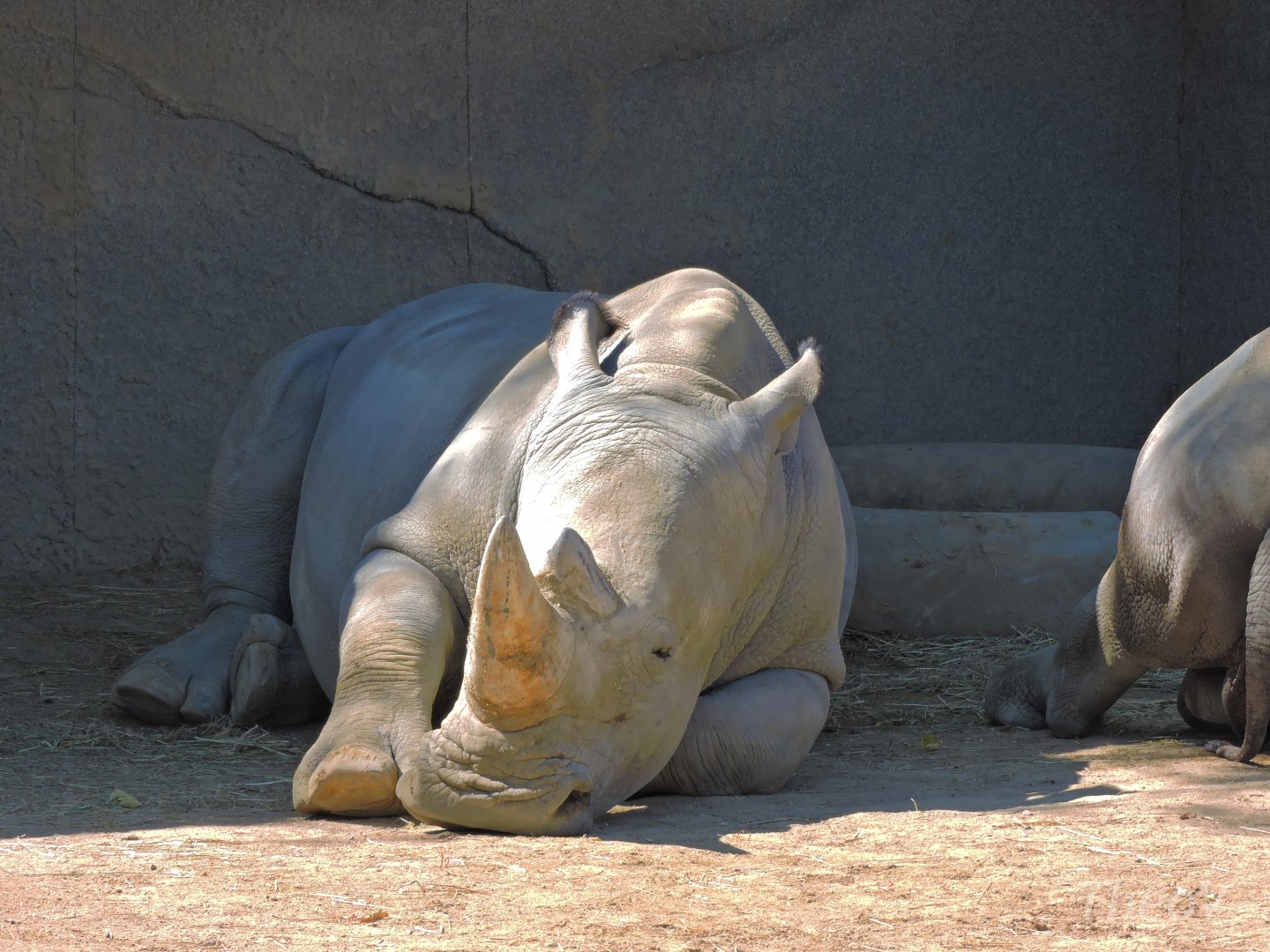 Southern white rhinoceros [2015]