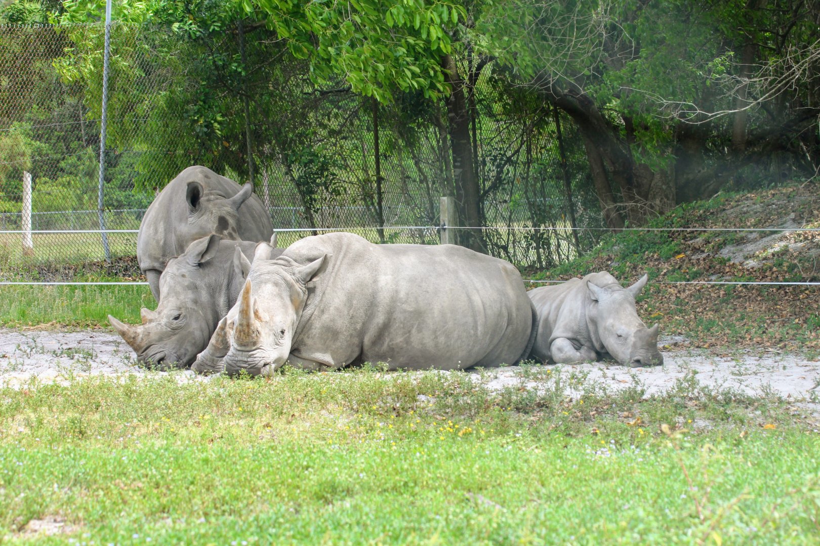 Southern White Rhinoceros (2016)