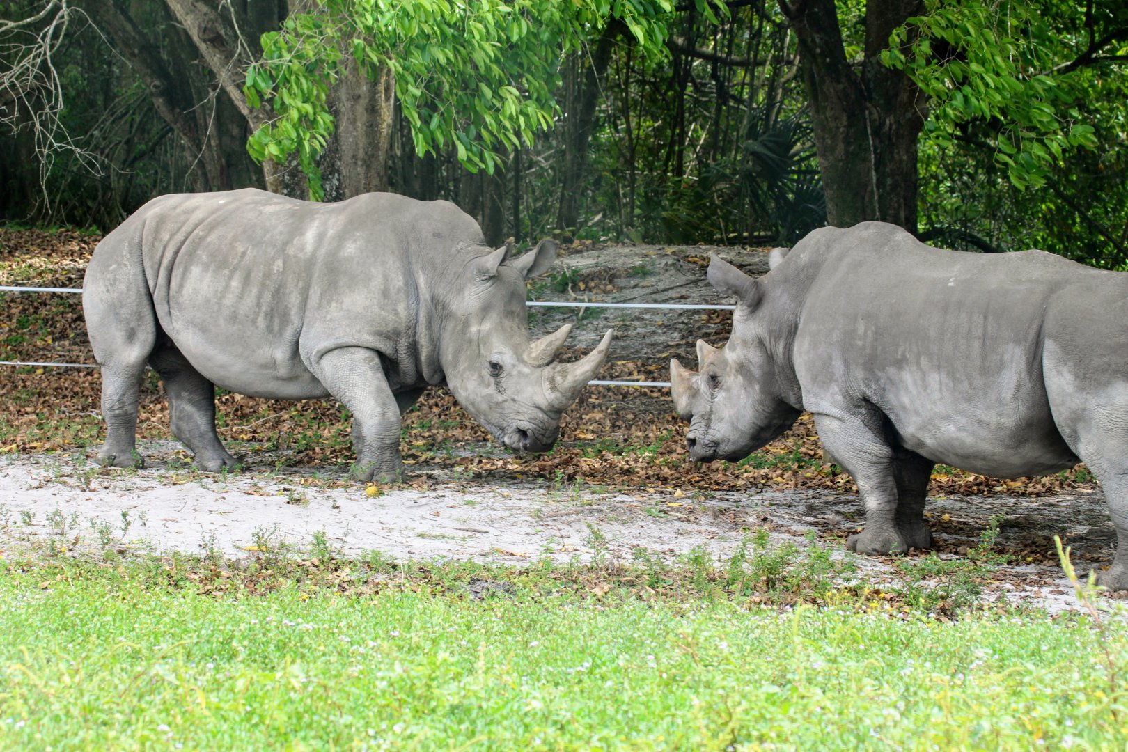 Southern White Rhinoceros (2016)