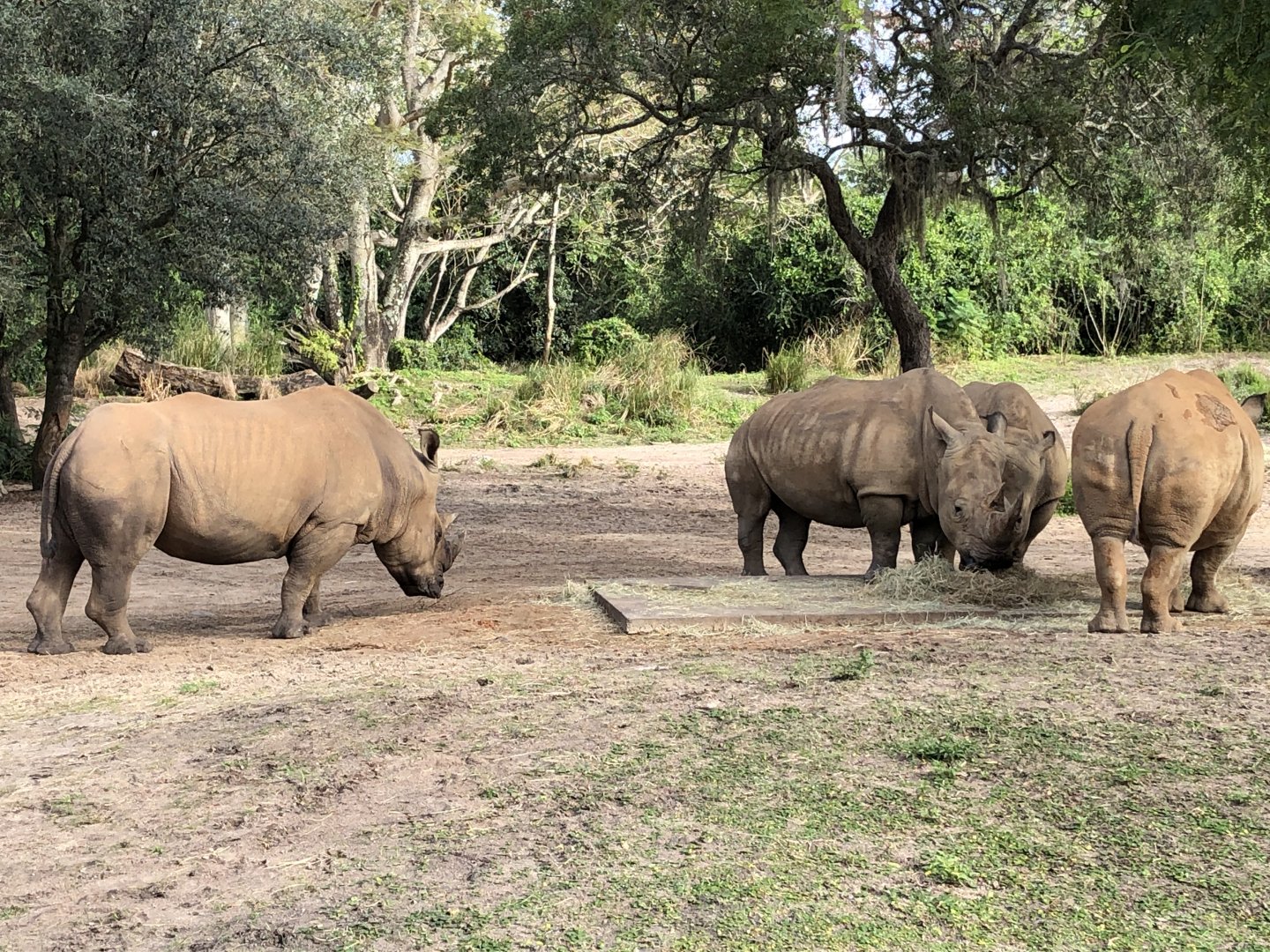 Southern White Rhinoceros - 2019