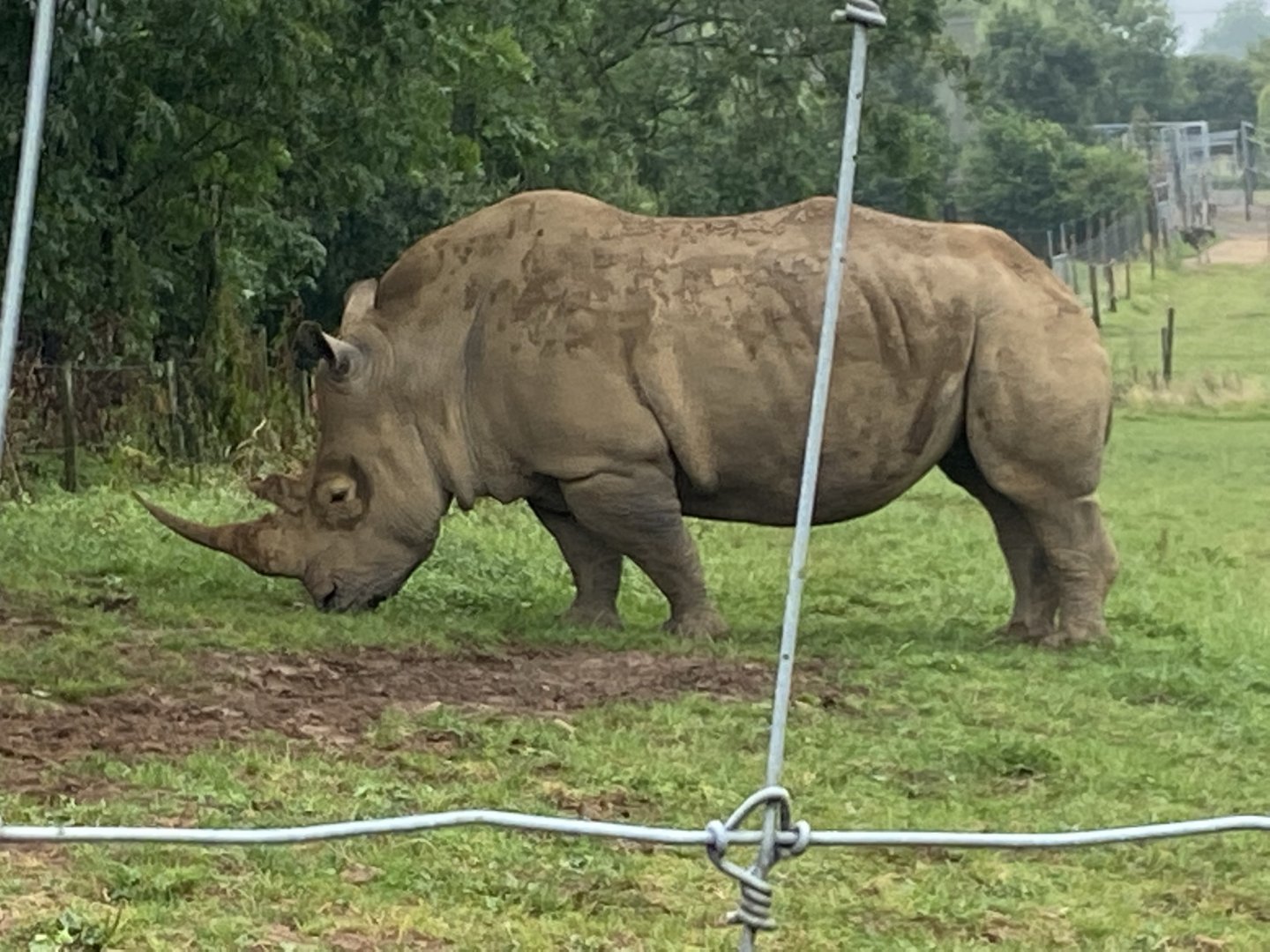 Southern white rhinoceros 240721
