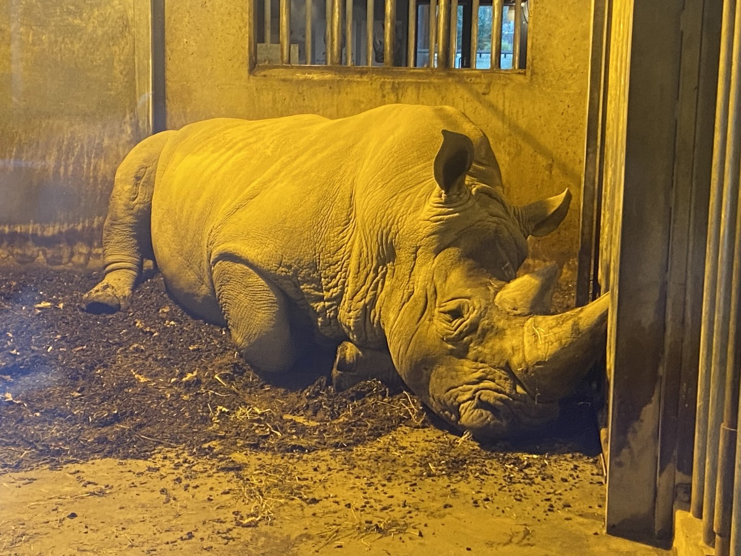 Southern white rhinoceros 261124