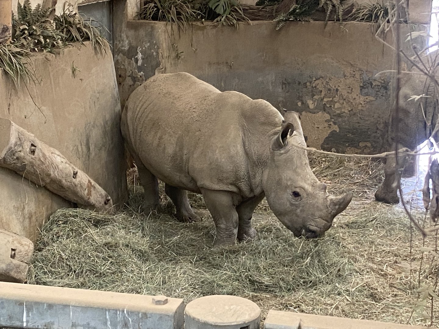 Southern white rhinoceros 280423
