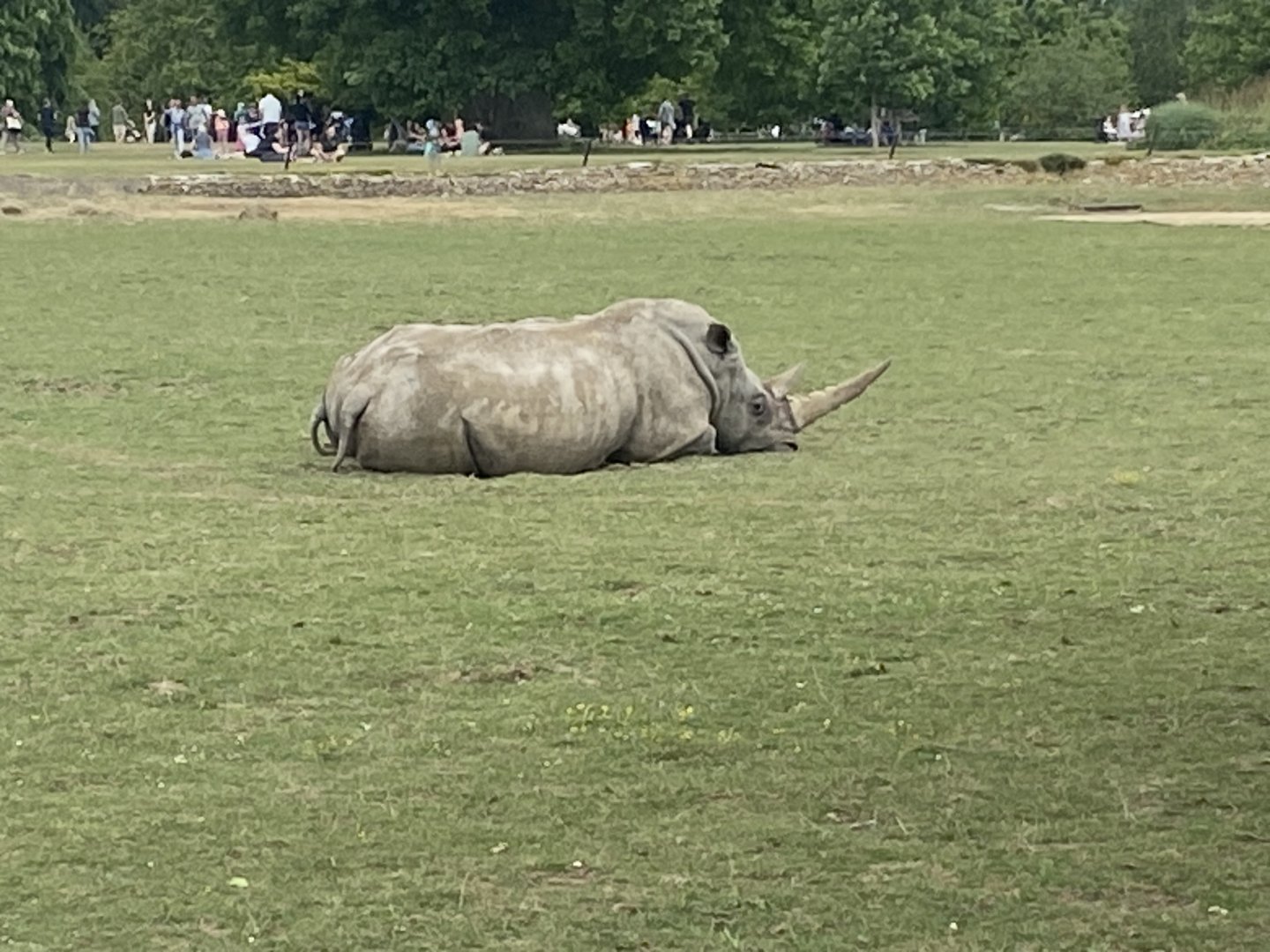 Southern white rhinoceros 310525