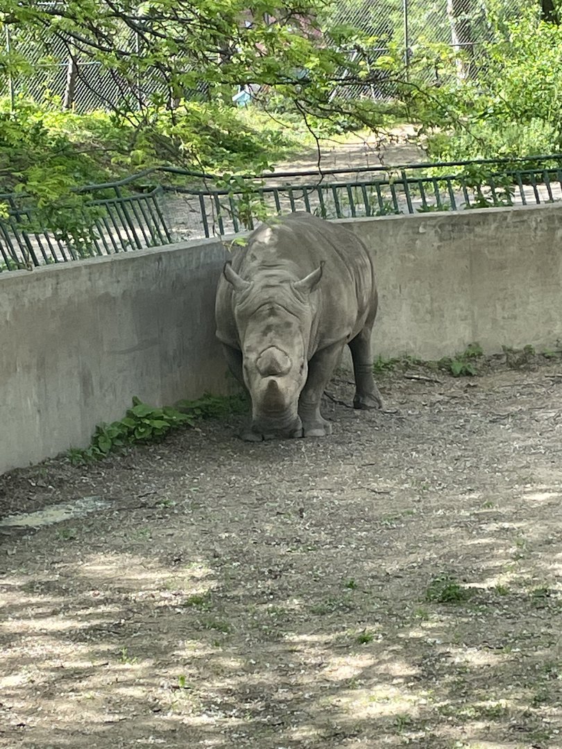 Southern White Rhinoceros (5/26/21)