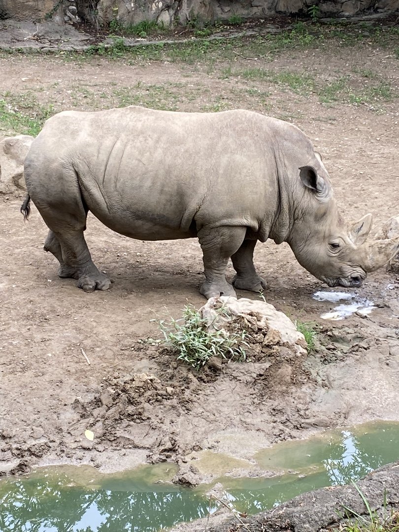 Southern White Rhinoceros - 7/25/2022