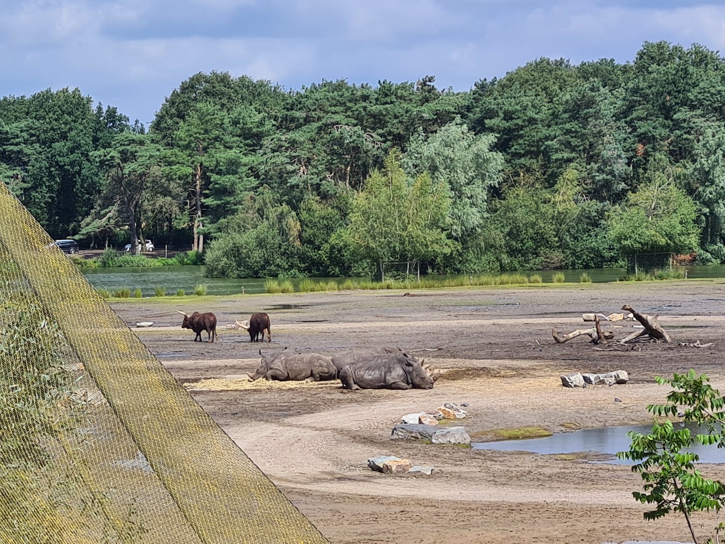 Southern white rhinoceros and Ankole-Watusi