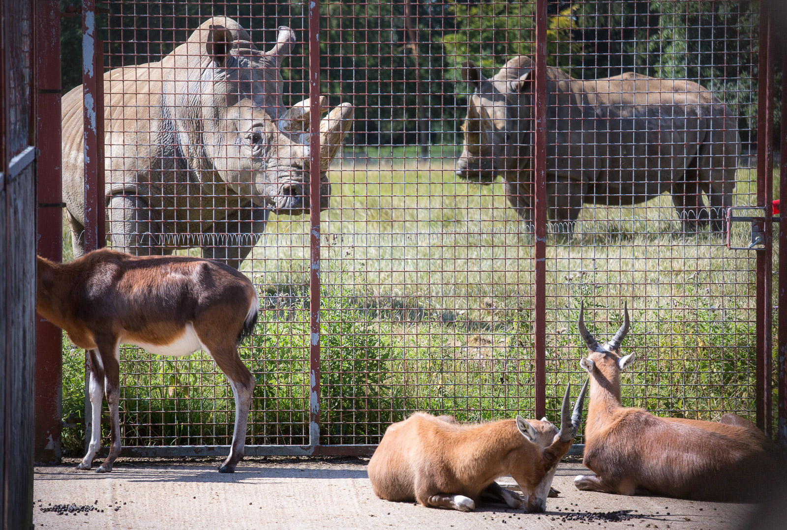 Southern white rhinoceros and blesbok : Whipsnade : 03 Aug 2014