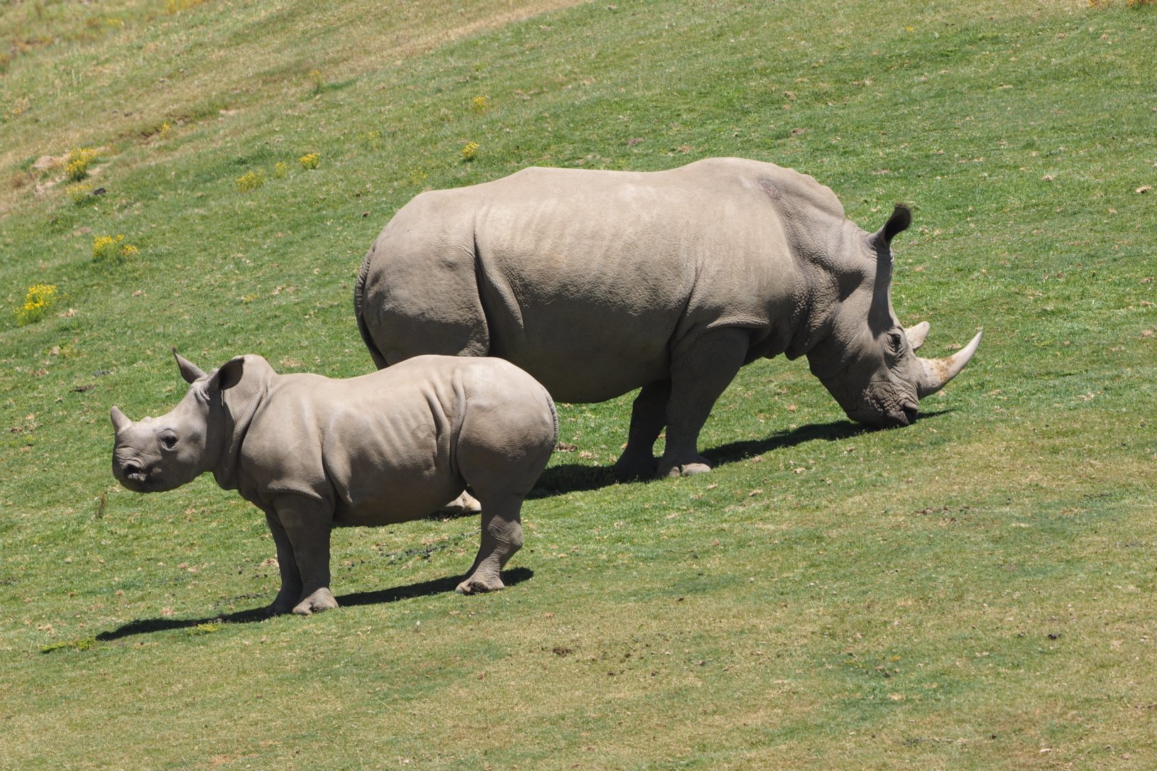 Southern white rhinoceros and calf