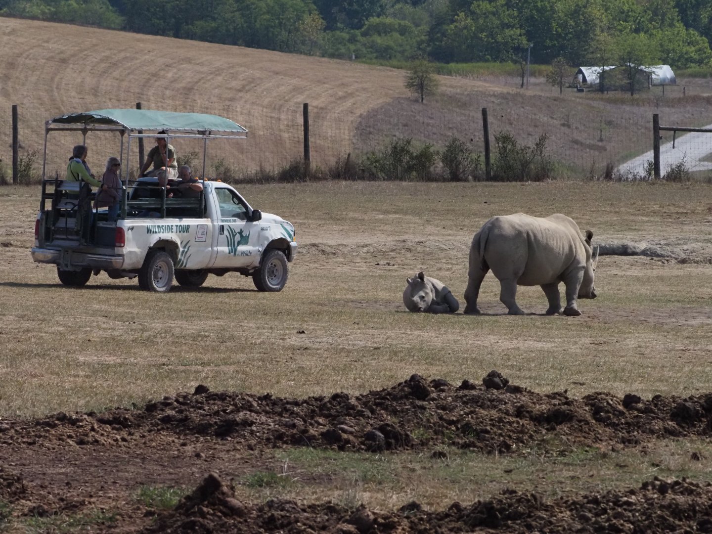 Southern White Rhinoceros and Calf
