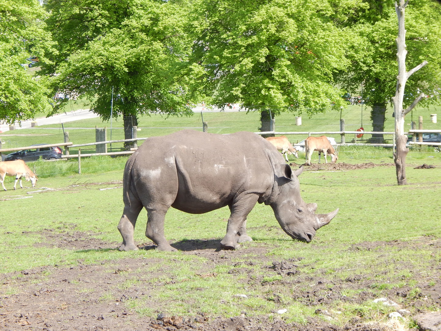 Southern white rhinoceros and Common eland 150523