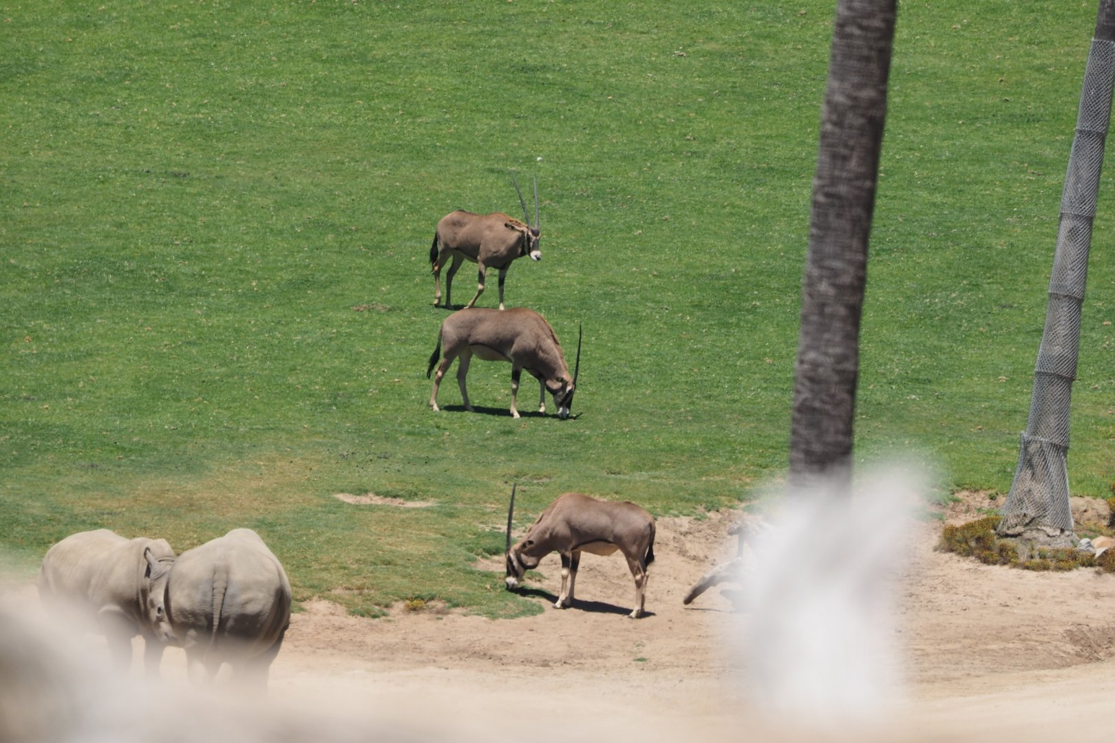 Southern white rhinoceros and East African oryx