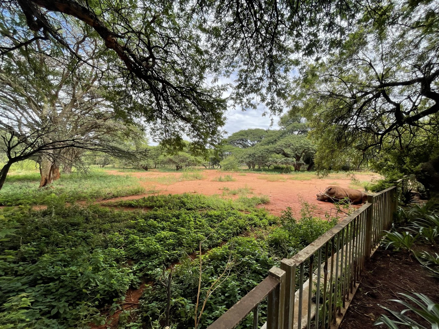 Southern White Rhinoceros and Exhibit (Ceratotherium simum)