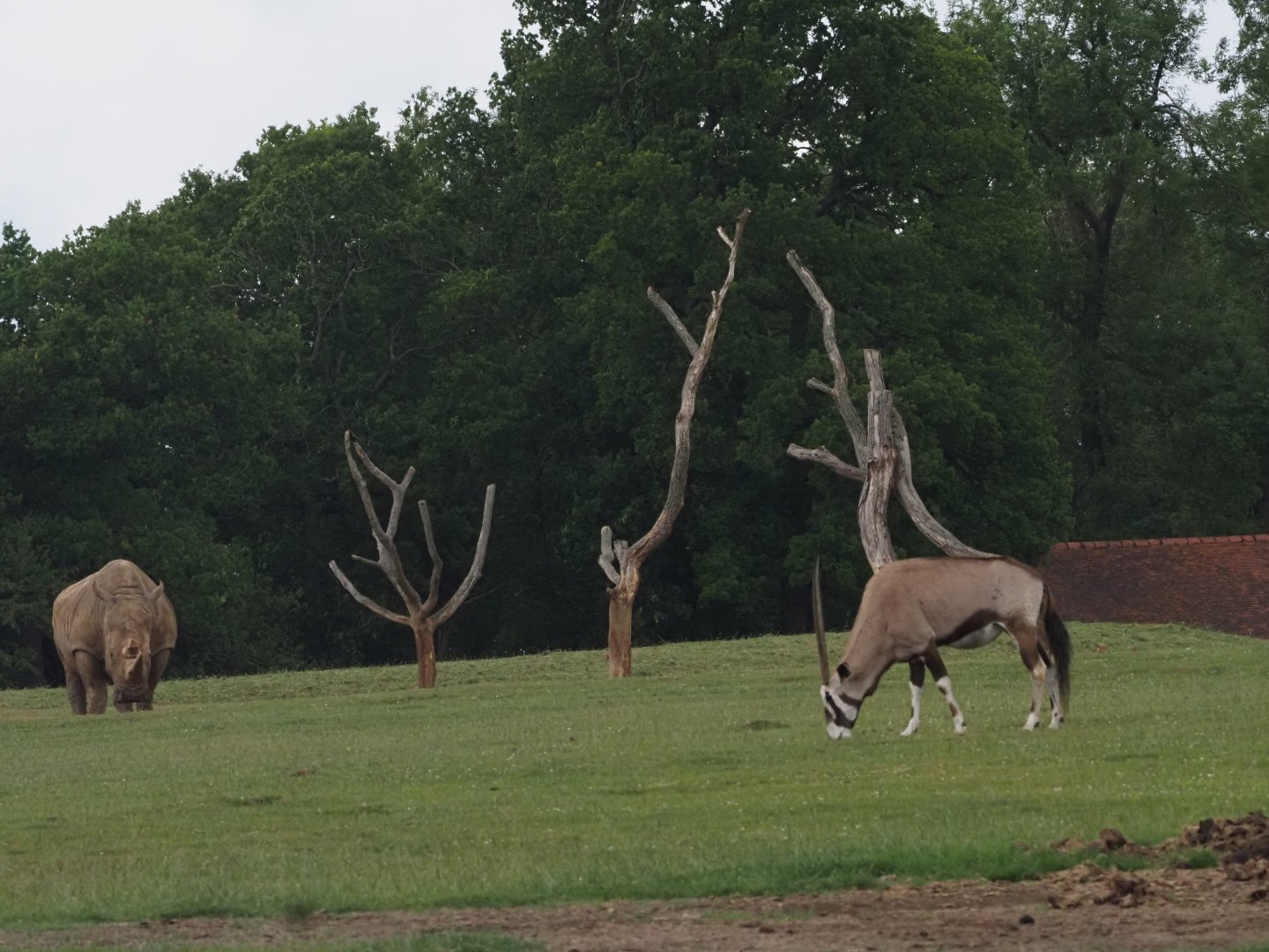 Southern White Rhinoceros and Gemsbok