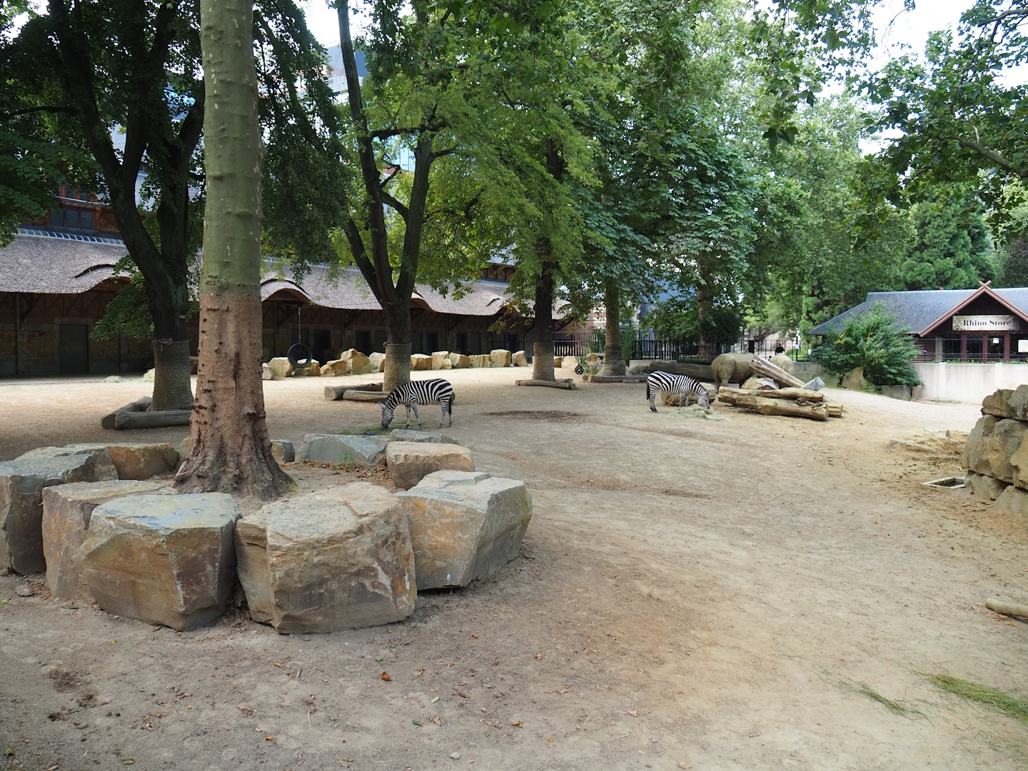 Southern white rhinoceros and Grant's zebra paddock, 2023-07-22