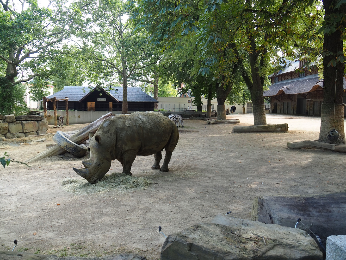 Southern white rhinoceros and Grant's zebra paddock, 2023-07-22