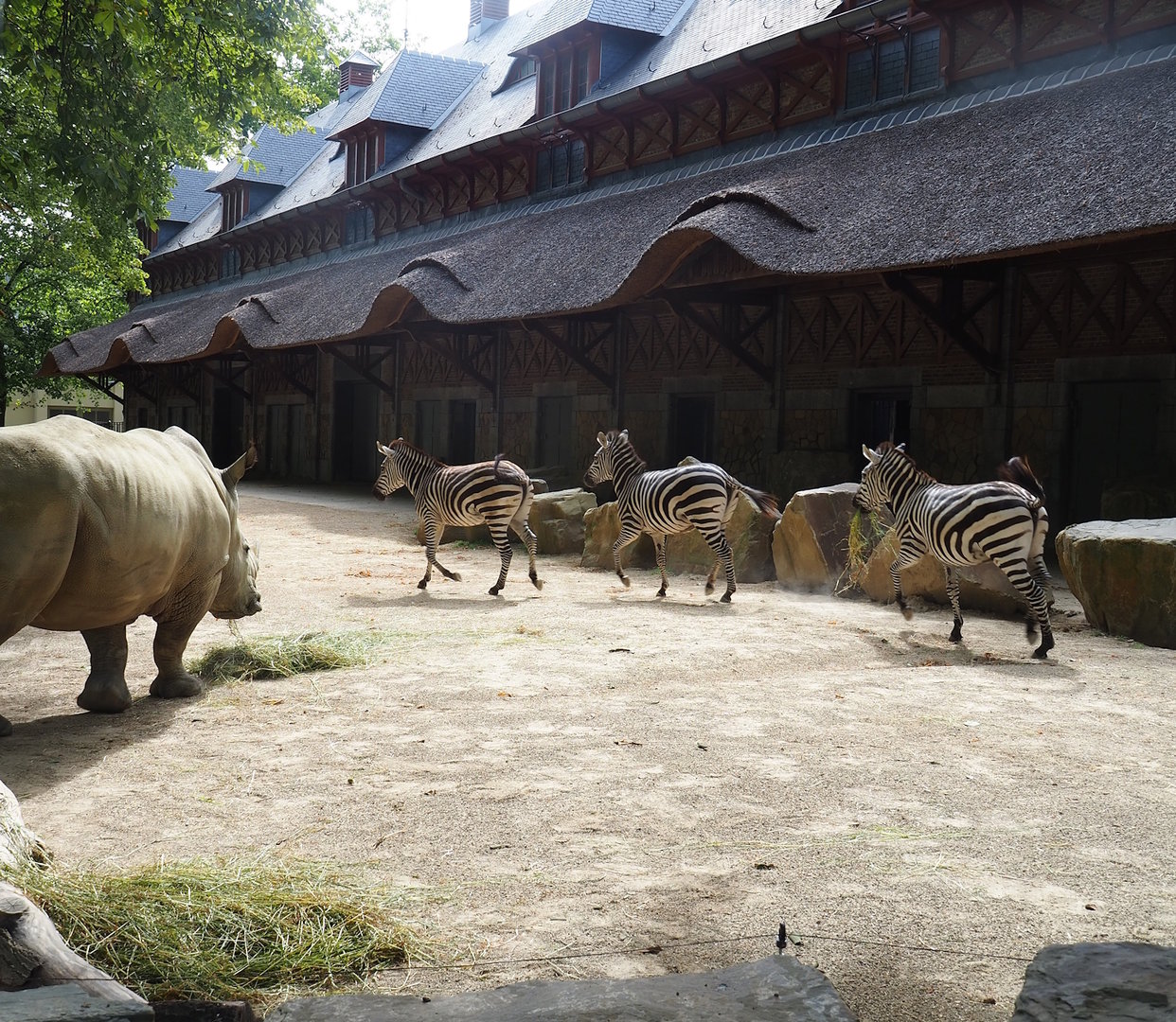 Southern white rhinoceros and Grant's zebras in front of the historical bovine house, 2022-07-10