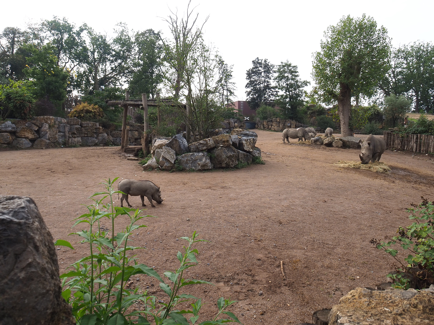 Southern white rhinoceros and Northern warthog exhibit, 2022-09-15
