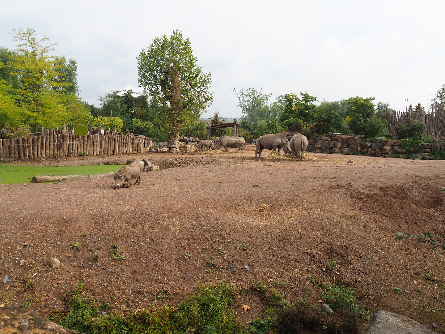 Southern white rhinoceros and Northern warthog exhibit, 2022-09-15