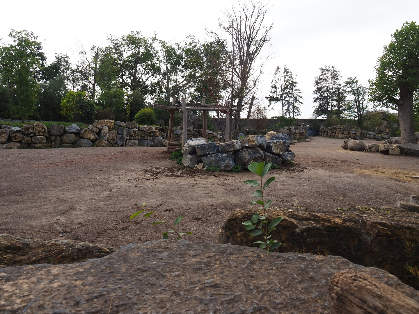 Southern white rhinoceros and Northern warthog paddock, 2019-10-04
