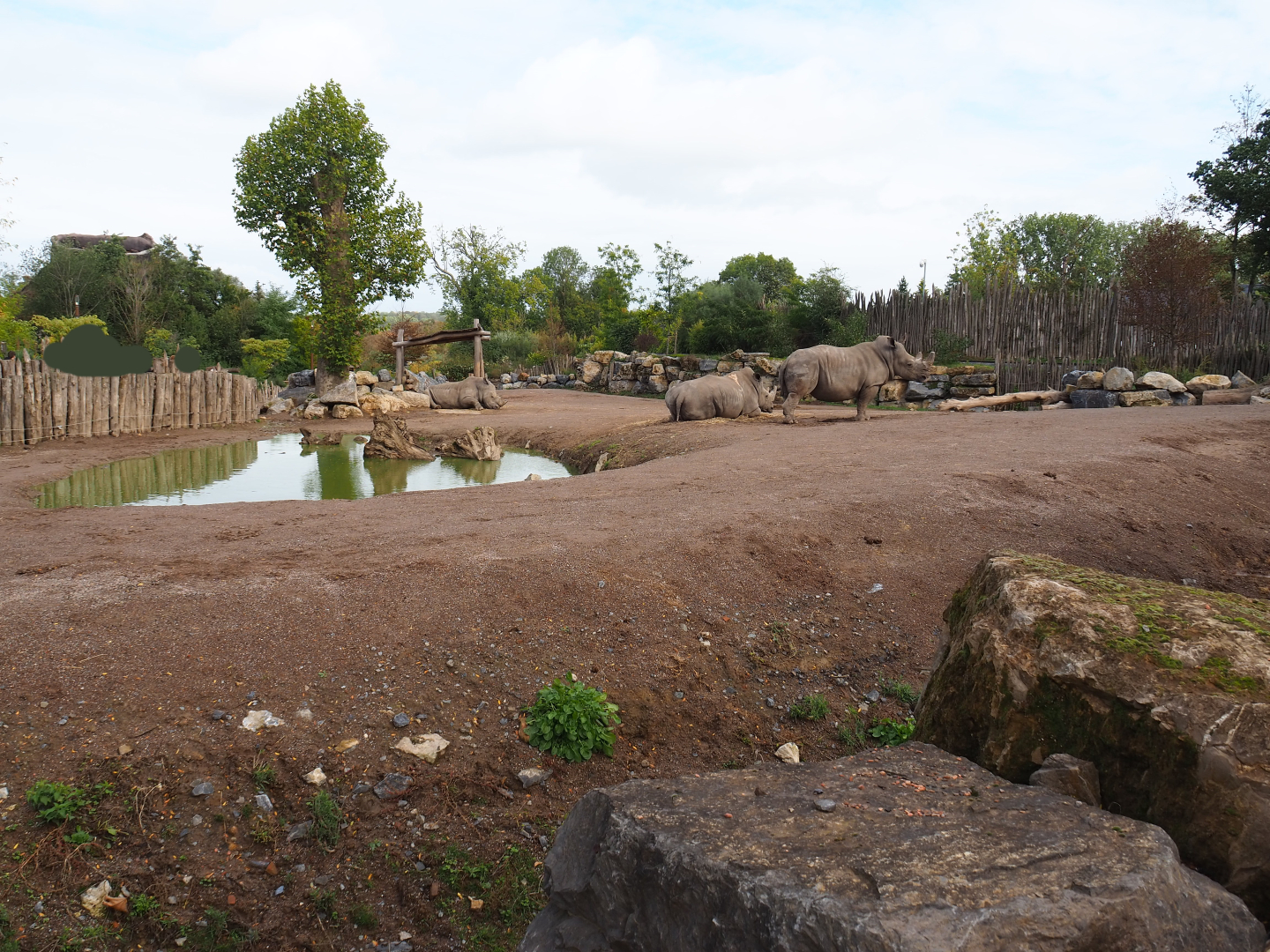 Southern white rhinoceros and Northern warthog paddock, 2019-10-04