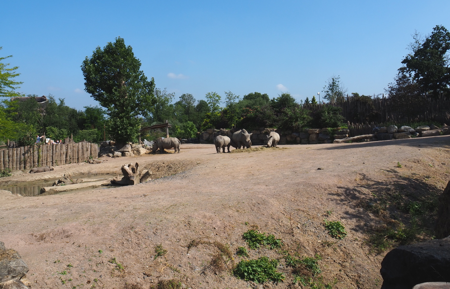 Southern white rhinoceros and Northern warthog paddock, 2021-09-02