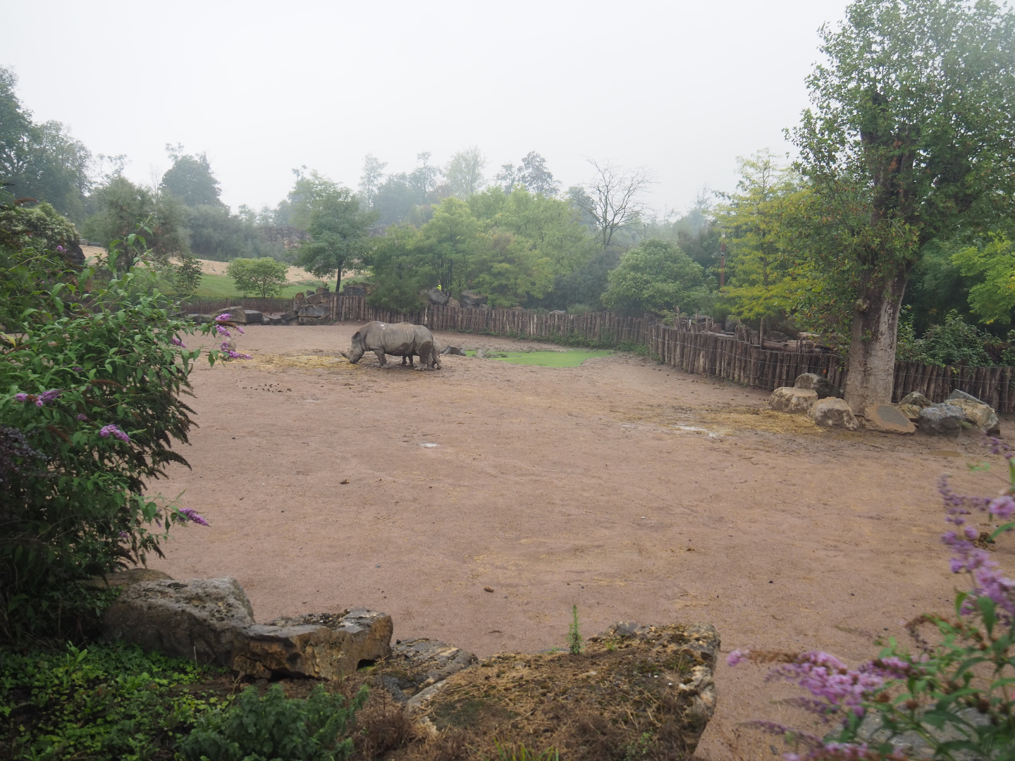 Southern white rhinoceros and Northern warthog paddock seen from the train, 2022-09-14
