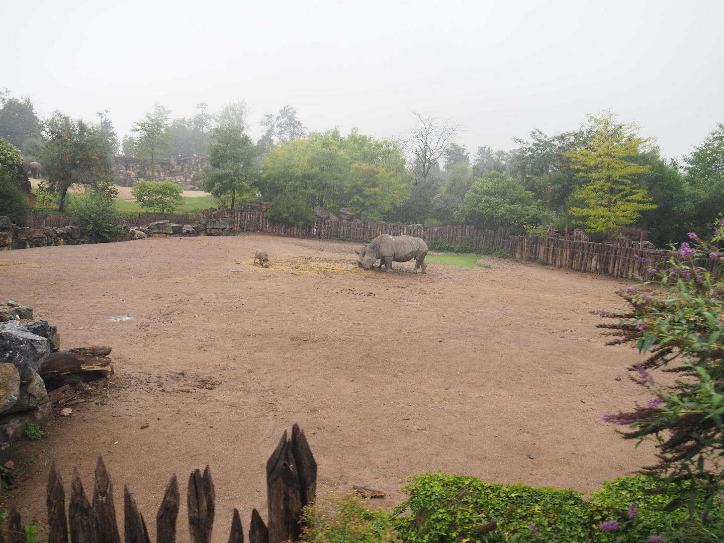 Southern white rhinoceros and Northern warthog paddock seen from the train, 2022-09-14